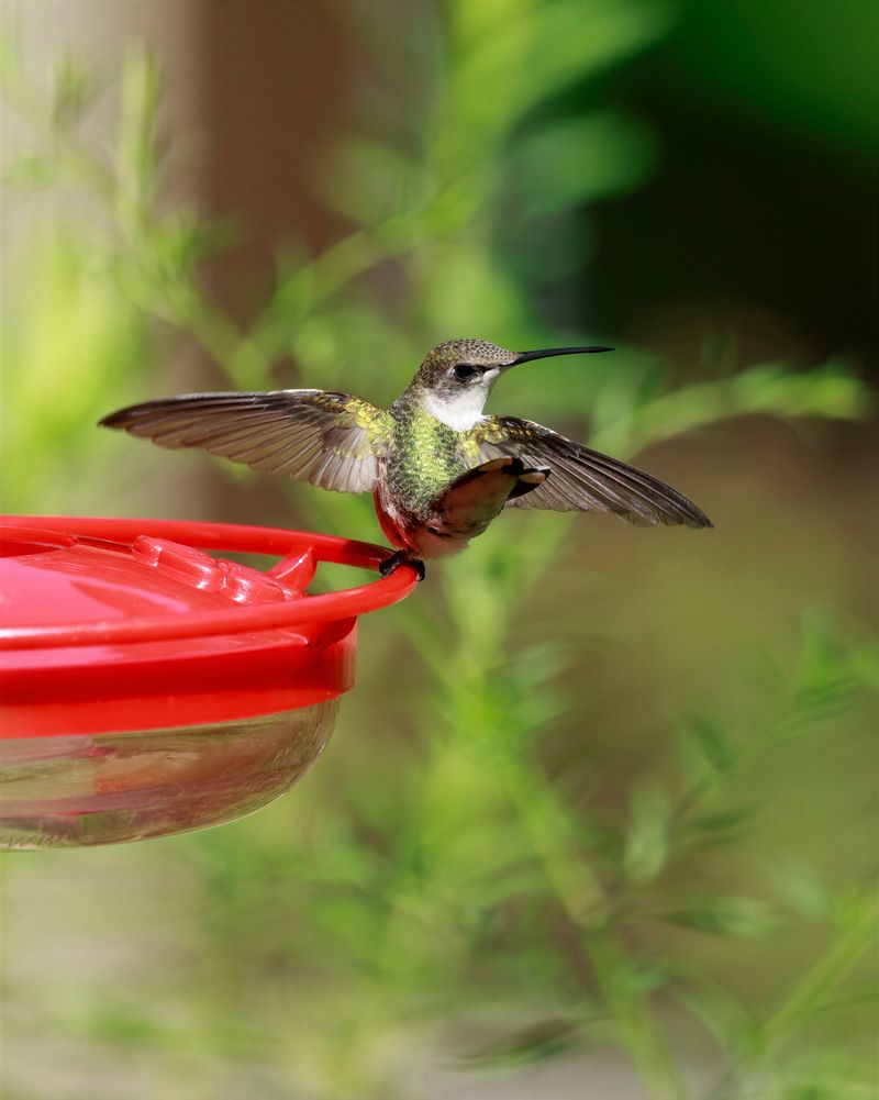 They Are Defending A Valuable Food Source