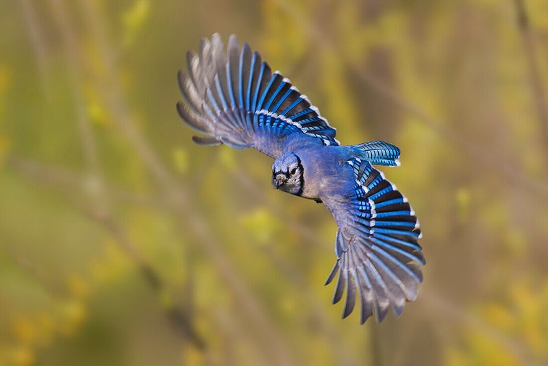 They Are Defending Their Territory From Other Birds