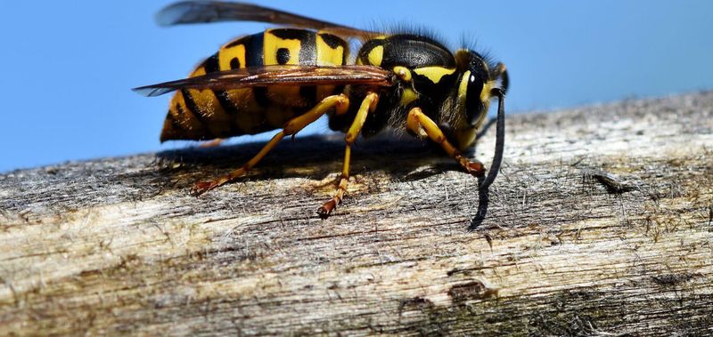 They Are Hunting Garden Pests They Are Hunting Garden Pests