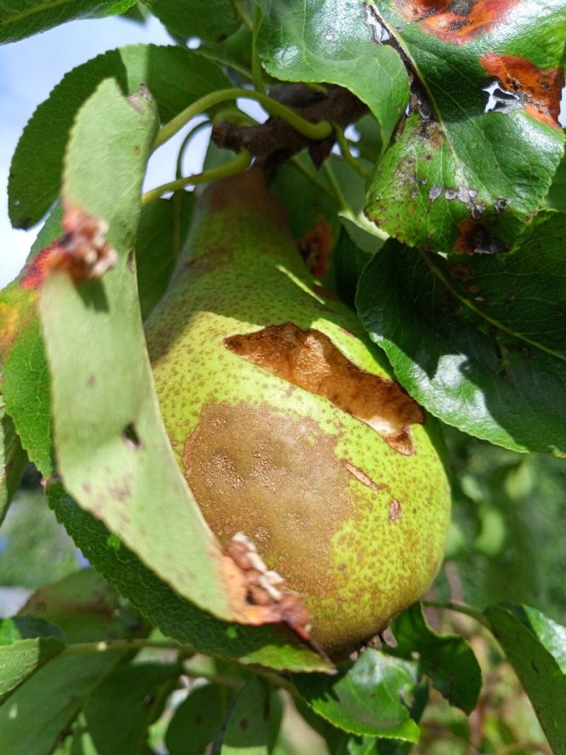They Are Not Always The Original Cause Of Fruit Damage They Are Not Always The Original Cause Of Fruit Damage