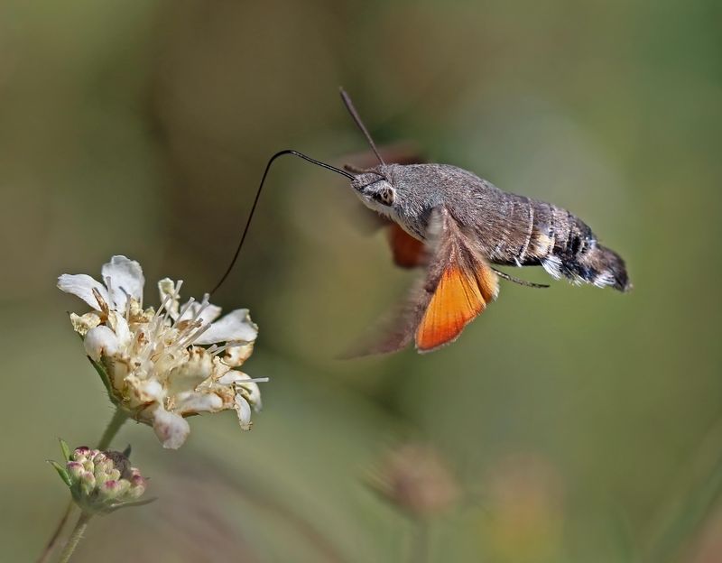 They Are Often Mistaken For Tiny Hummingbirds