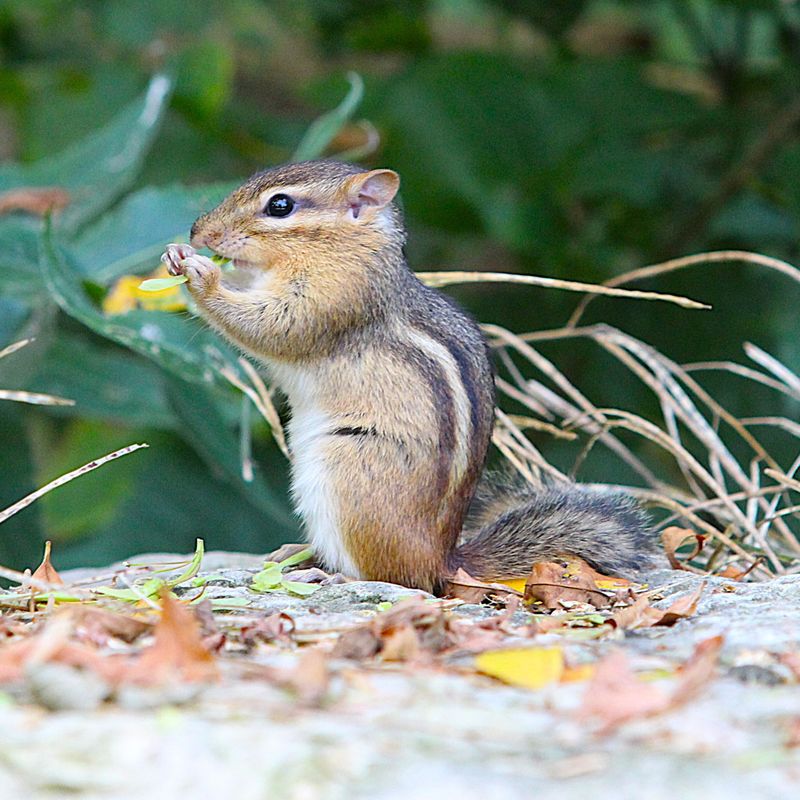 They Are Preparing Their Winter Food Supply They Are Preparing Their Winter Food Supply
