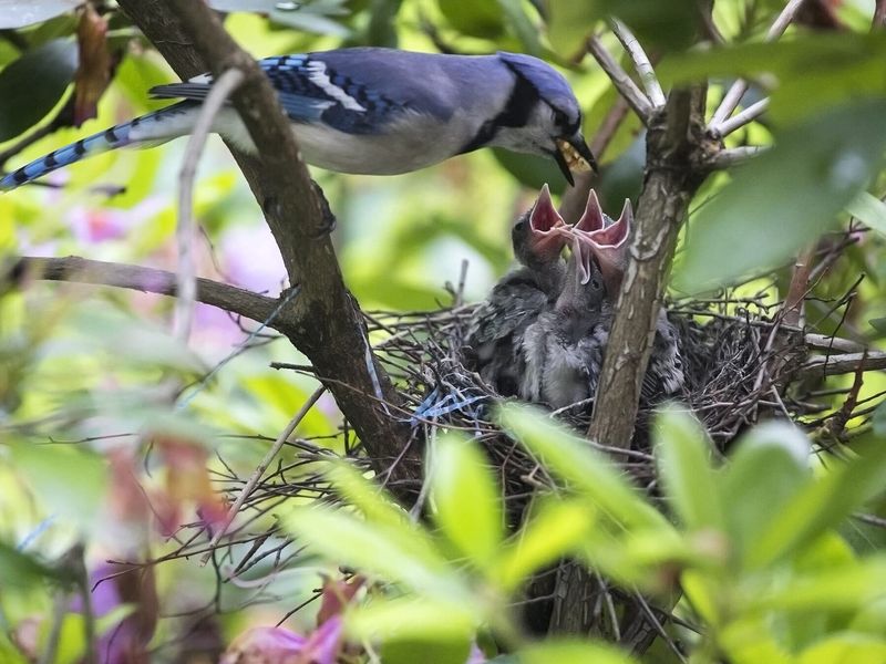 They Are Raising Or Guarding Young Ones Nearby