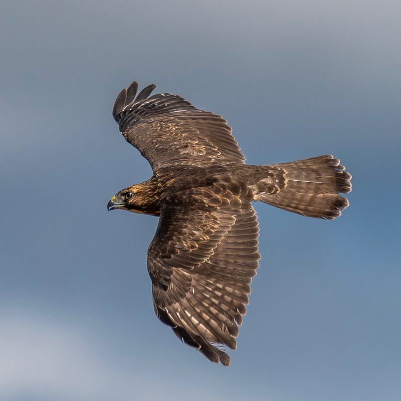 They Are Riding Warm Air On Their Fall Migration They Are Riding Warm Air On Their Fall Migration