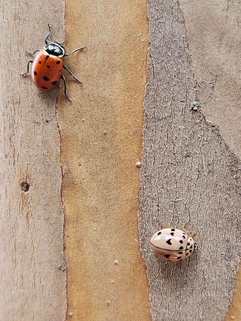 They Are Searching For A Warm Winter Hideout