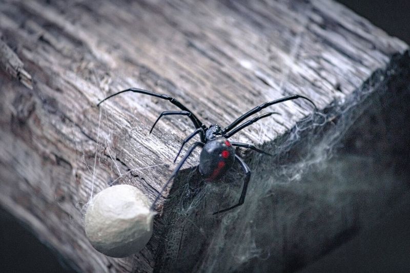 They Are Shy, Not Aggressive By Nature They Are Shy, Not Aggressive By Nature