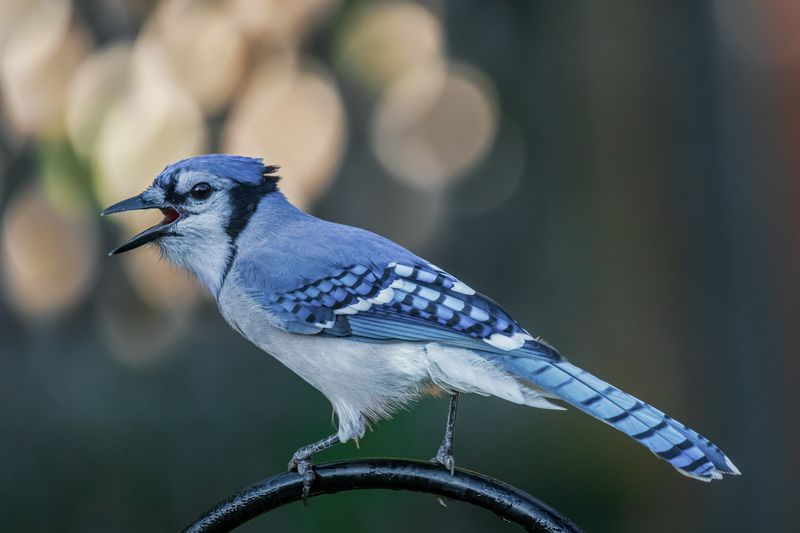 They Are Warning Other Birds About Danger They Are Warning Other Birds About Danger