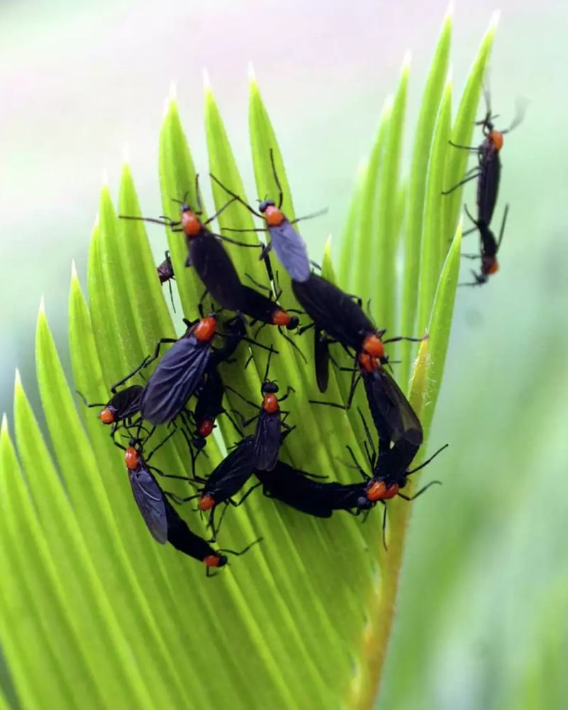 They Bite Nobody And Sting Nothing