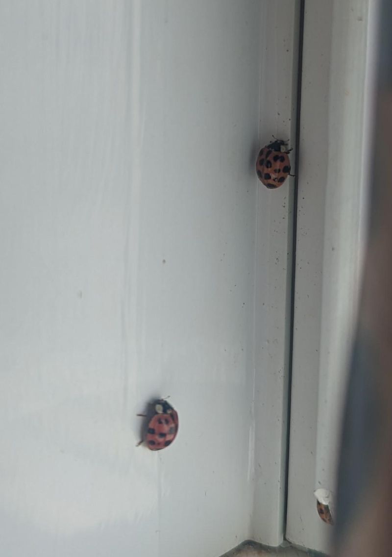 They Can Become Active On Warm Winter Days They Can Become Active On Warm Winter Days