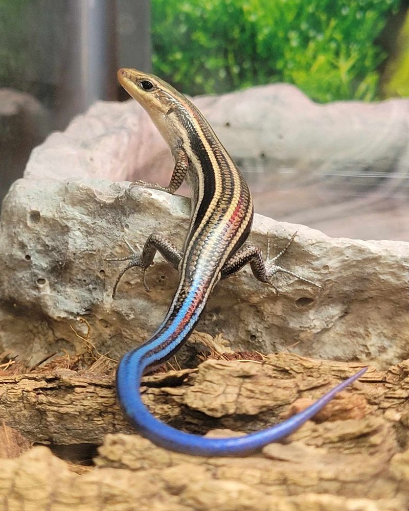 They Can Hunt Around Garden Edges They Can Hunt Around Garden Edges
