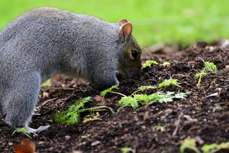 They Dig Holes To Hide Nuts For Later They Dig Holes To Hide Nuts For Later