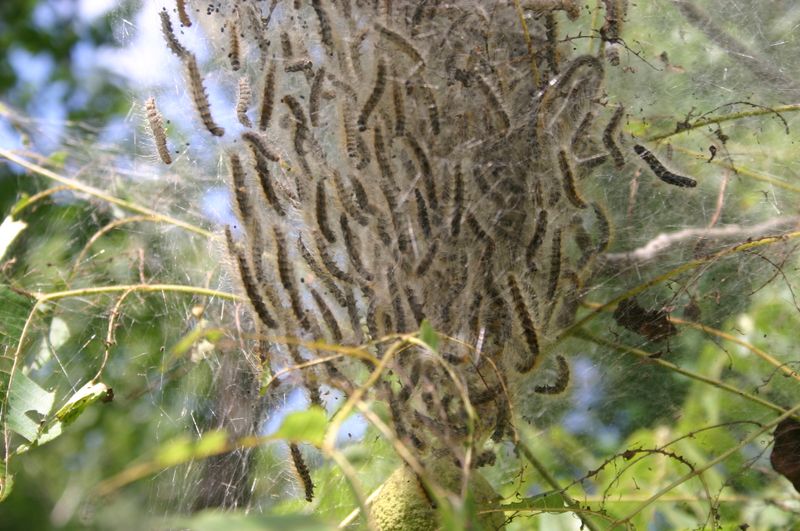 They Feed Inside The Webbing
