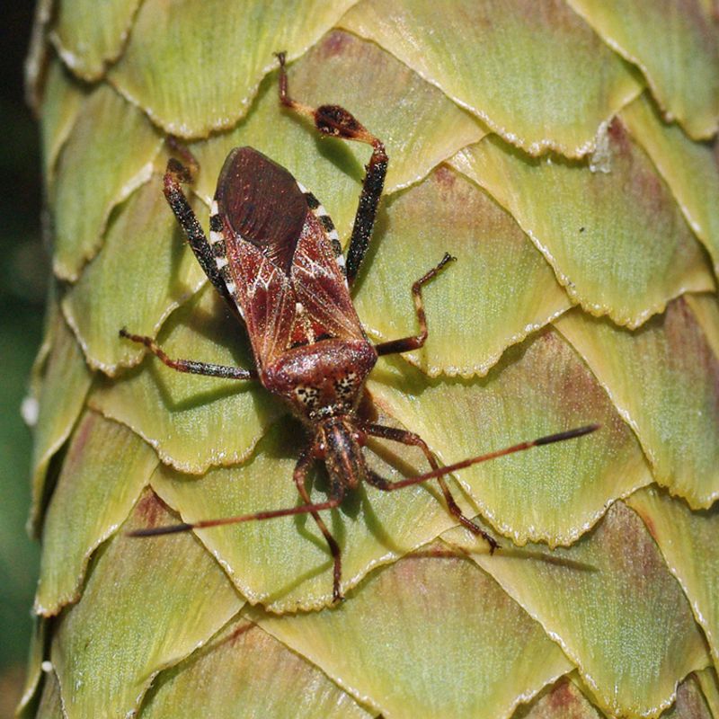 They Feed On Cones And Developing Seeds