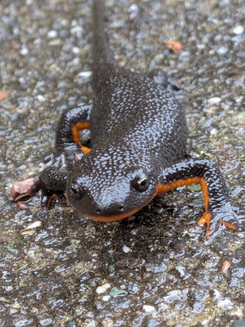 They Feed On Small Garden Invertebrates