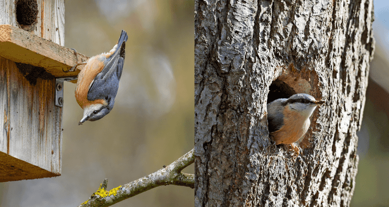 They Forage Headfirst Along Tree Trunks
