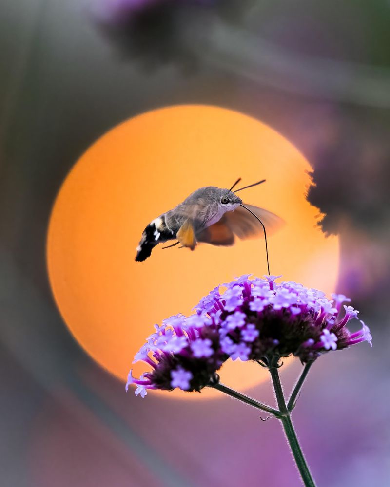 They Help Pollinate Many Garden Plants