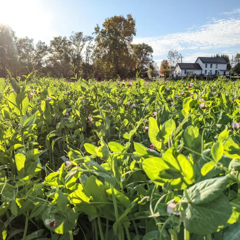 They Help Protect Soil From Winter Erosion They Help Protect Soil From Winter Erosion