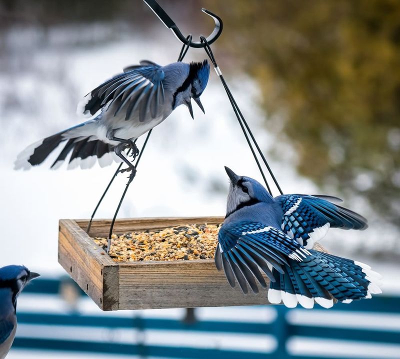 They May Be Defending A Feeding Area They May Be Defending A Feeding Area