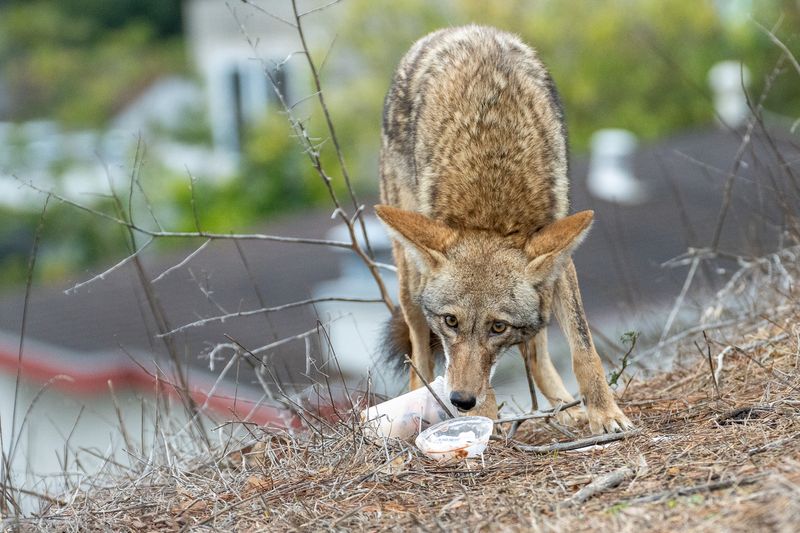 They May Be Following Food Sources