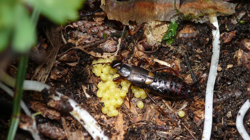 They May Be Following Outdoor Food Sources
