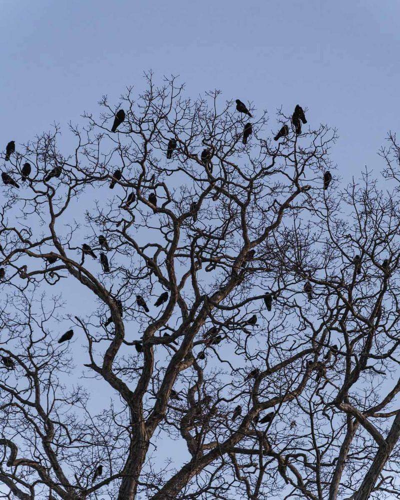 They May Be Joining A Winter Roost