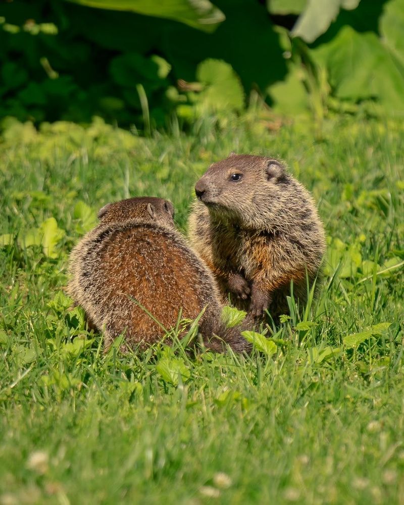 They May Be Looking For A Place To Rest Or Raise Young They May Be Looking For A Place To Rest Or Raise Young