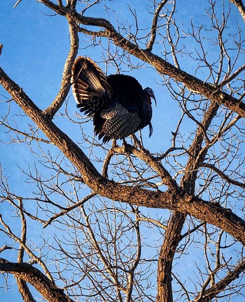 They May Be Roosting Nearby They May Be Roosting Nearby