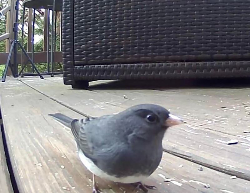 They May Be The Same Birds That Visited Last Year They May Be The Same Birds That Visited Last Year