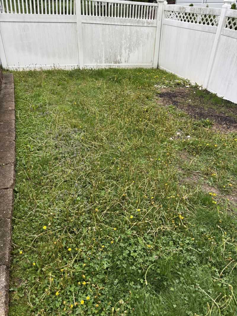 They Move In Where Your Lawn Is Already Struggling They Move In Where Your Lawn Is Already Struggling