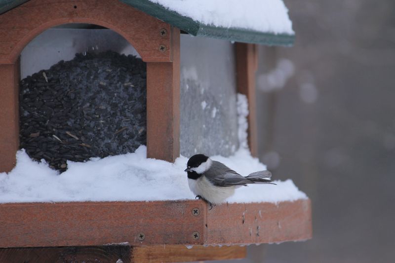 They Need Extra Energy To Survive The Cold