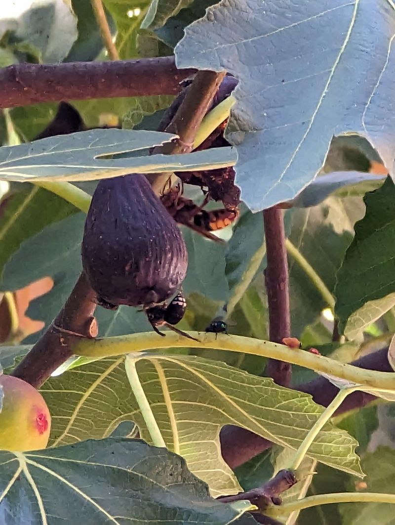 They Often Follow Existing Fruit Damage
