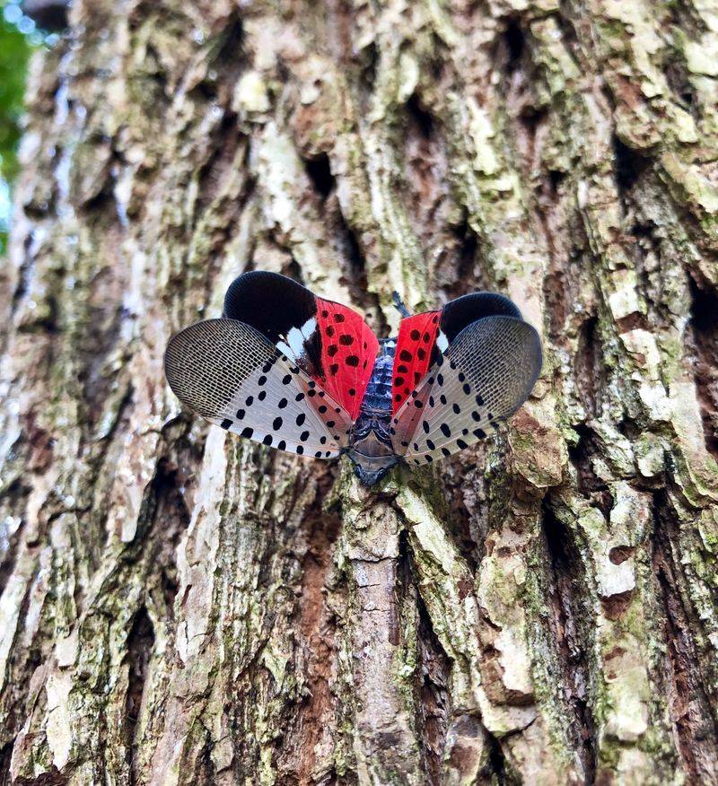 They Often Gather Where Sap Is Easy To Reach