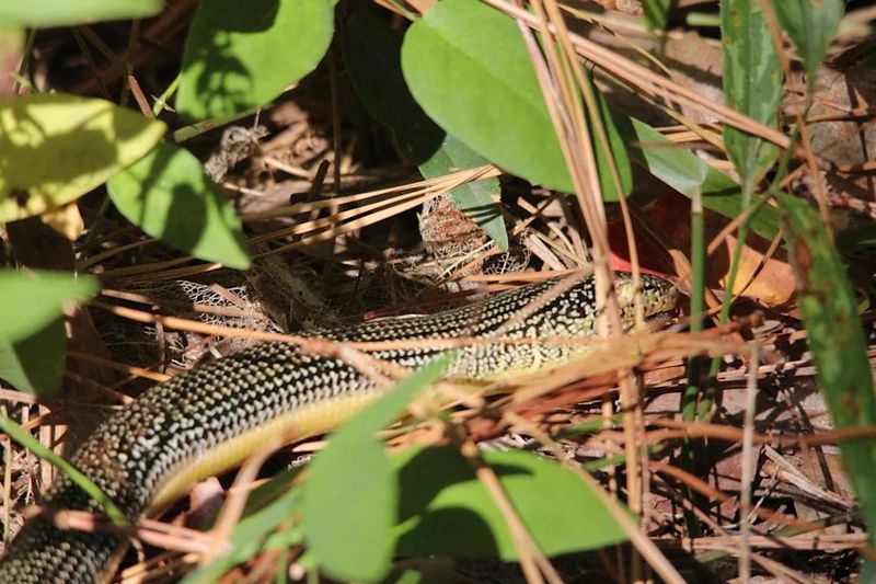They Often Look For Food Under Leaves And Yard Debris They Often Look For Food Under Leaves And Yard Debris