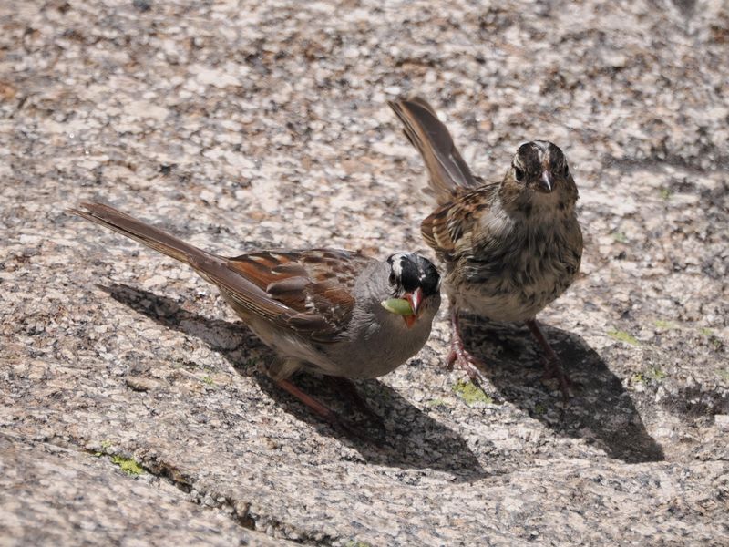 They Often Travel In Small Groups They Often Travel In Small Groups