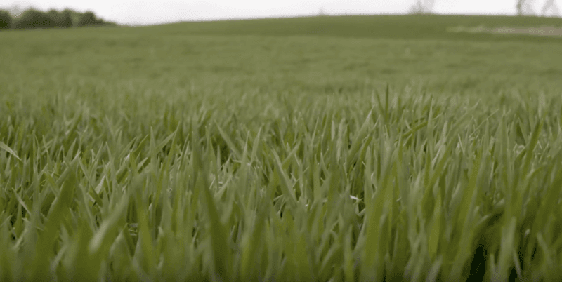 They Protect Bare Soil From Winter Erosion They Protect Bare Soil From Winter Erosion