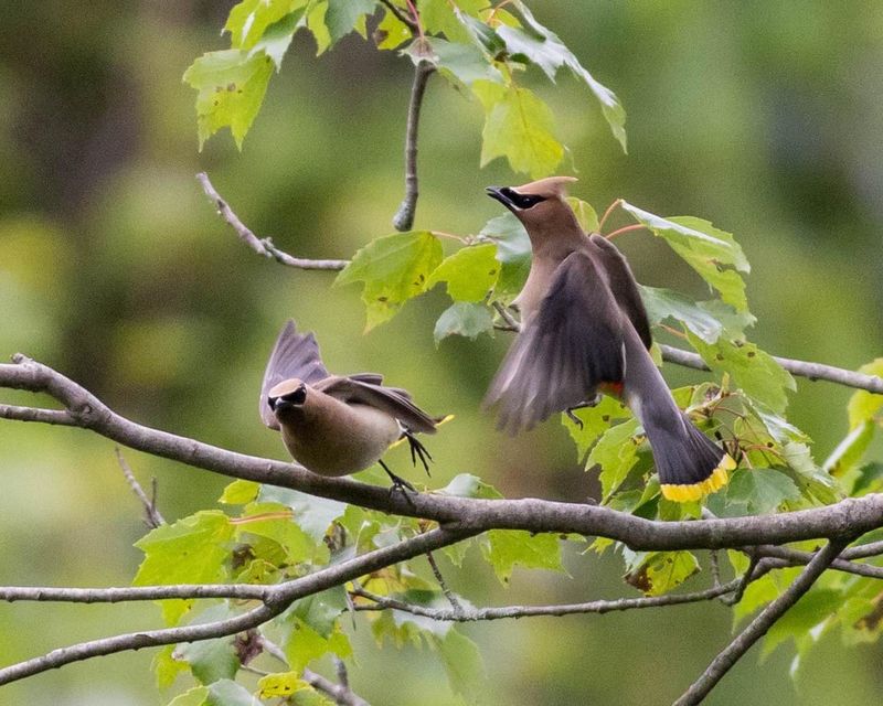 They Rarely Stay Long In One Yard