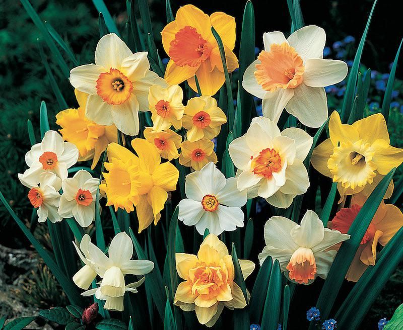 They Return Every Spring Without Replanting They Return Every Spring Without Replanting