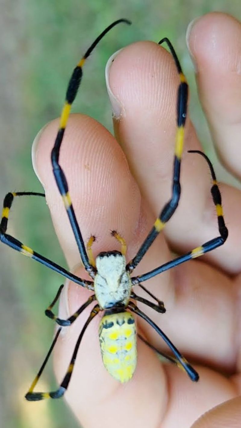 They Trap Pesky Insects For Free They Trap Pesky Insects For Free