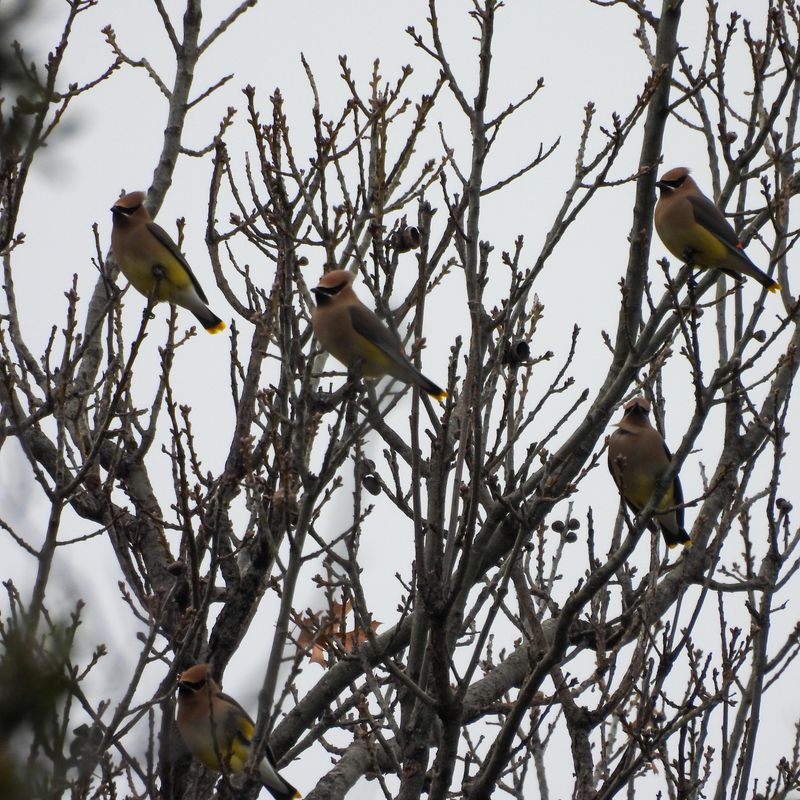 They Travel In Loose Nomadic Flocks