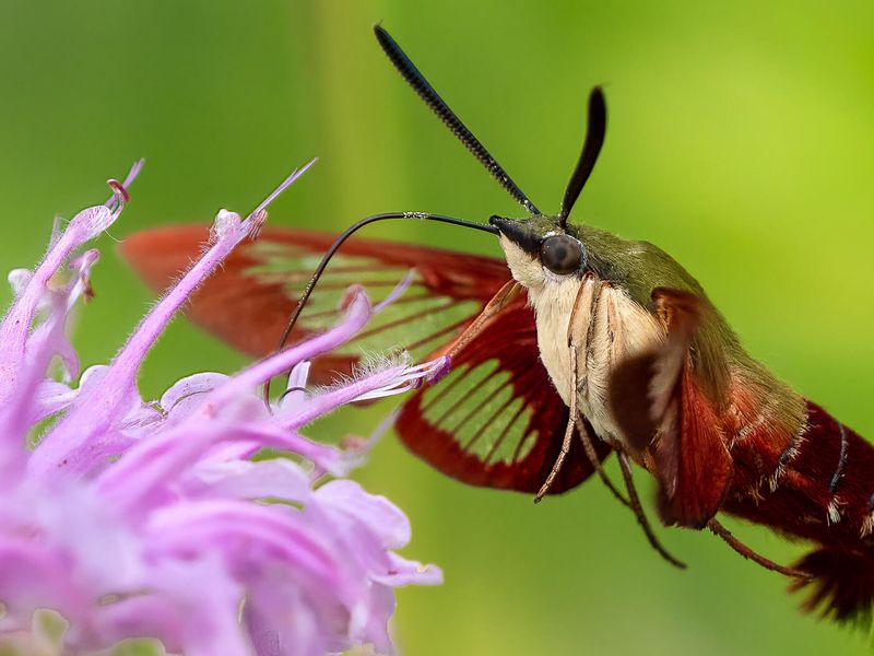 They Use Their Long Mouthparts To Reach Nectar