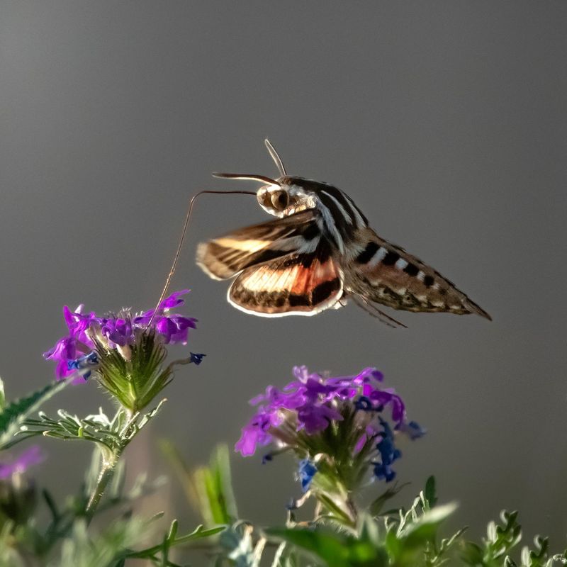 They Usually Move Quickly From Flower To Flower