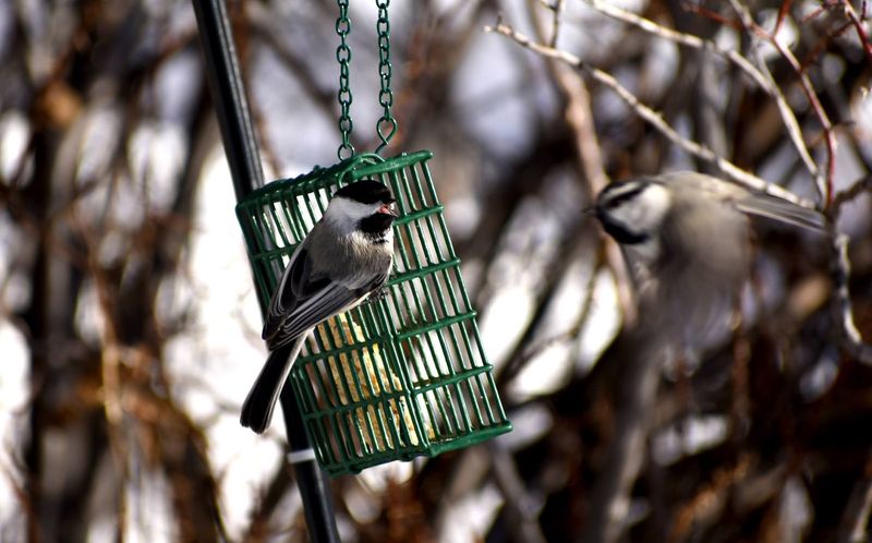 They're Stocking Up Food For Winter