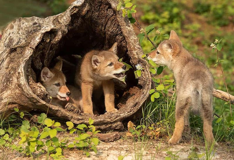 Thick Brush And Hiding Spots Thick Brush And Hiding Spots
