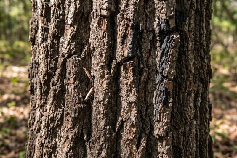 Thick Corky Bark Insulates Against Heat
