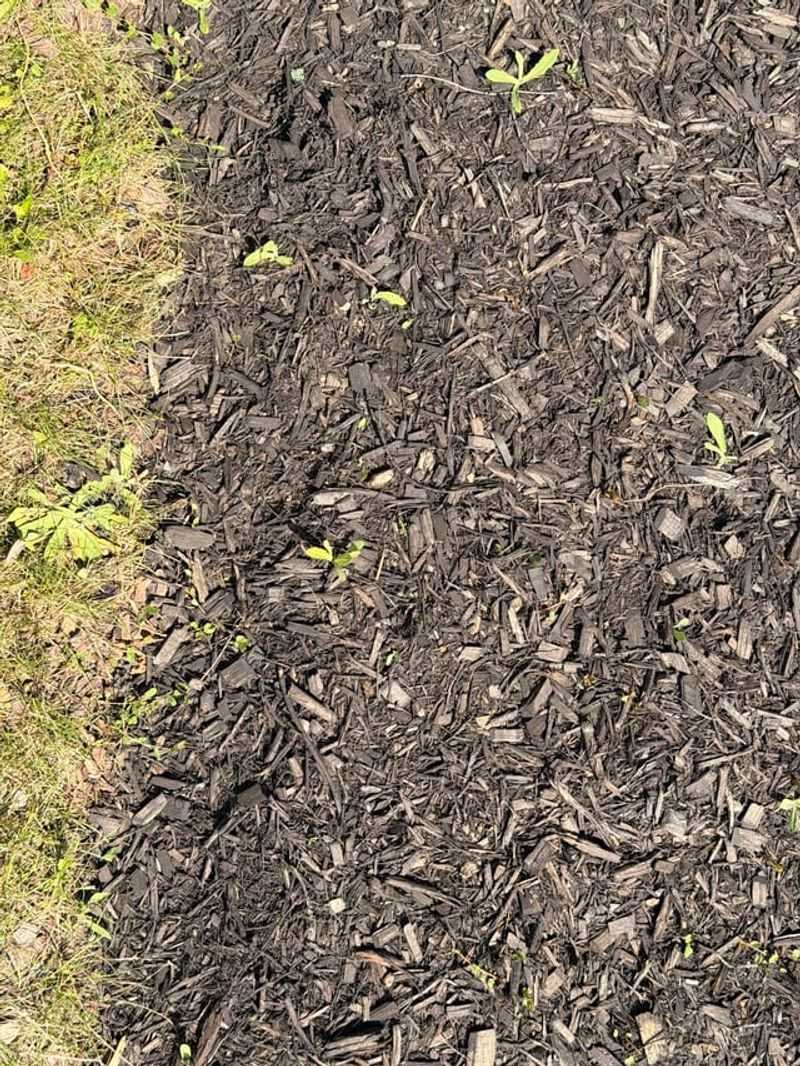 Thick Ground Covers Can Create Hiding Areas