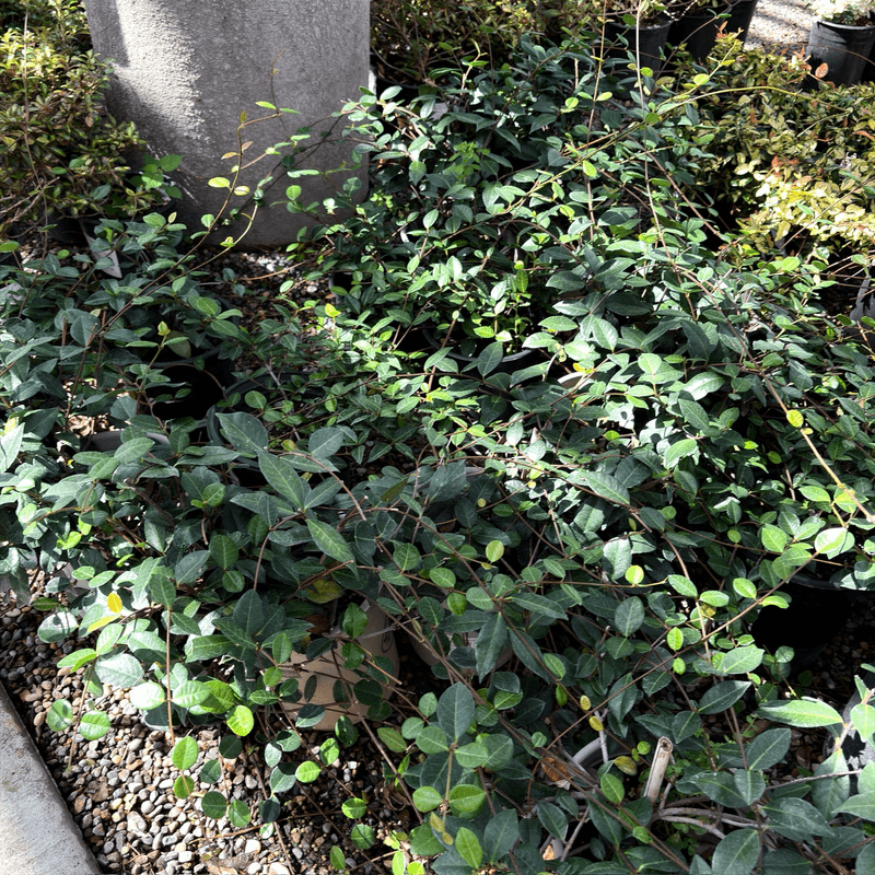 Thick Ivy And Asian Jasmine Ground Cover Thick Ivy And Asian Jasmine Ground Cover