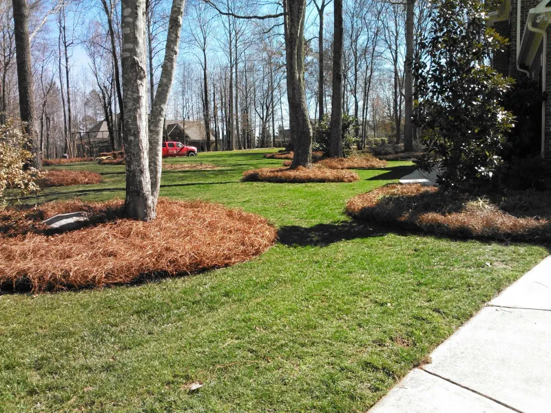 Thick Lawns And Mulched Beds Keep Weeds Out Longer Thick Lawns And Mulched Beds Keep Weeds Out Longer