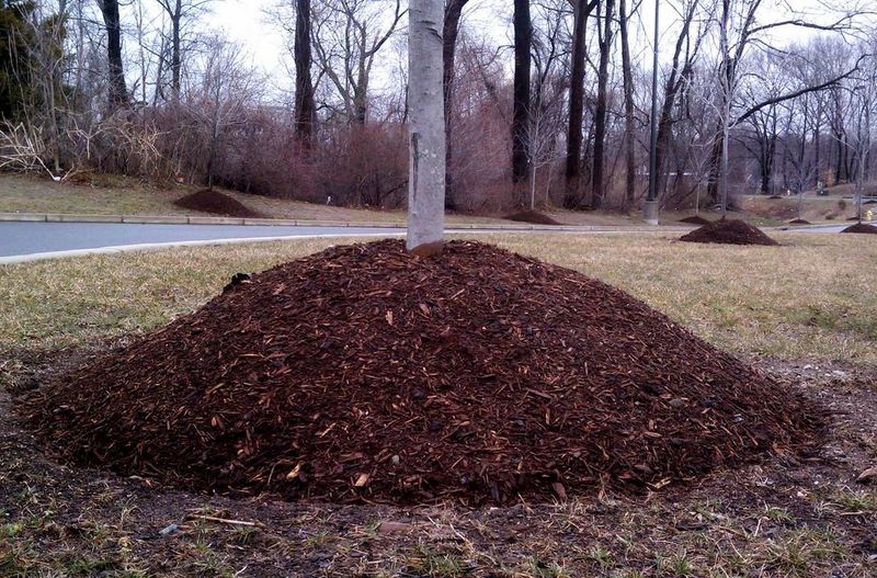 Thick Mulch Holds Too Much Moisture Against Bark