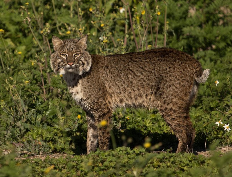 Thick Shrubs Can Give A Passing Bobcat The Cover It Likes