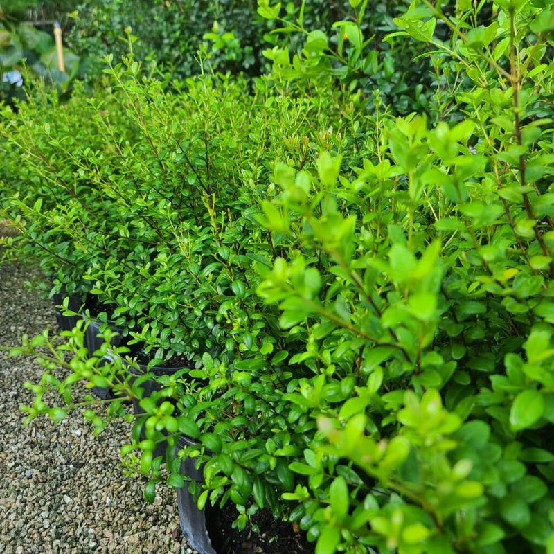Thick Shrubs Can Turn A Yard Into Prime Towhee Cover Thick Shrubs Can Turn A Yard Into Prime Towhee Cover